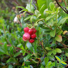Load image into Gallery viewer, Uva Ursi Whole Leaf - Herbs