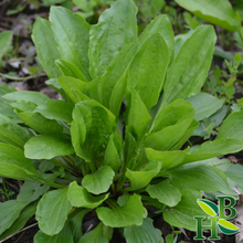 Load image into Gallery viewer, Plantain Leaf c/s