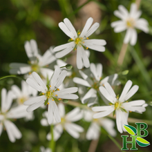Load image into Gallery viewer, Chickweed Herb c/s