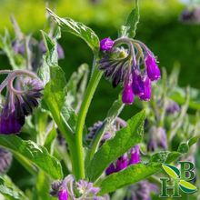 Load image into Gallery viewer, Comfrey Leaf C/S