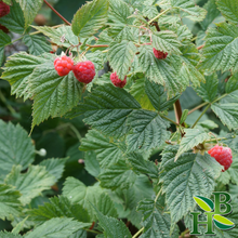Load image into Gallery viewer, Raspberry Leaf C/S
