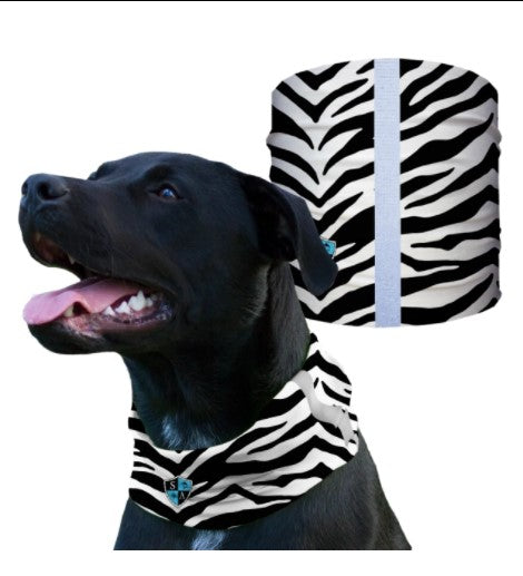 Zebra Dog Shield